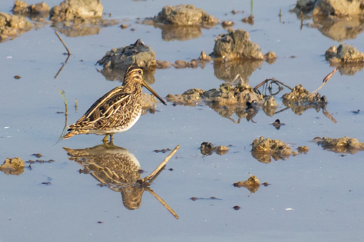 Common Snipe - ML646519348