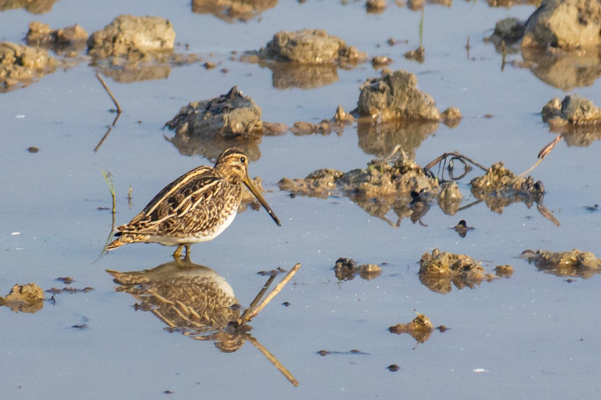 Common Snipe - ML646519349