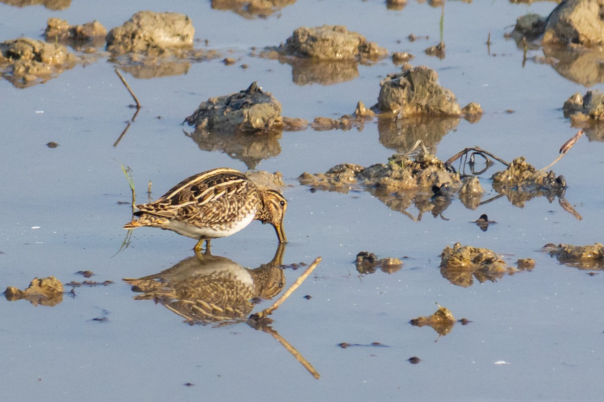 Common Snipe - ML646519350