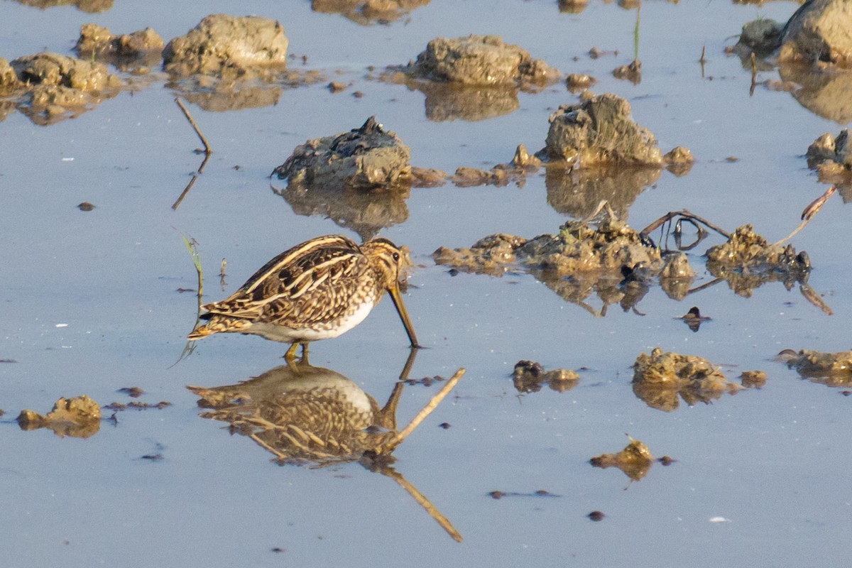 Common Snipe - ML646519351