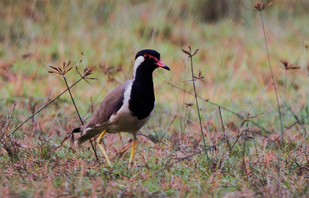 Red-wattled Lapwing - ML646519354
