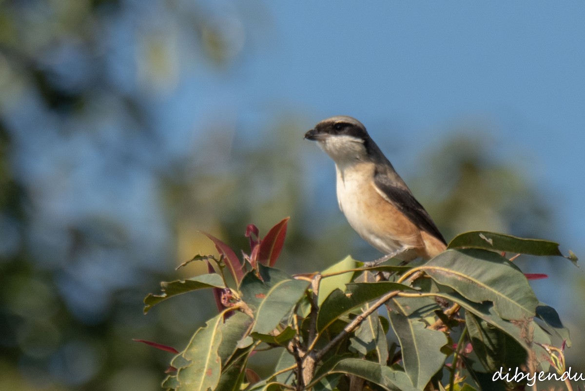 Gray Treepie - ML646519355