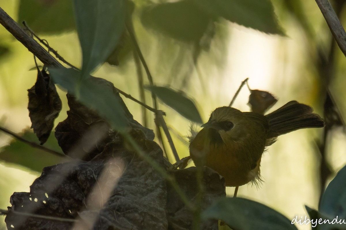 Black-chinned Babbler - ML646519357