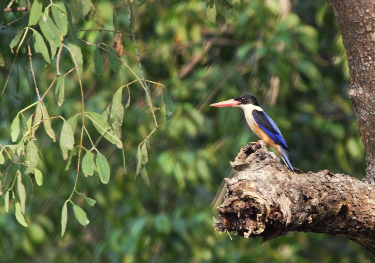 Black-capped Kingfisher - ML646519358