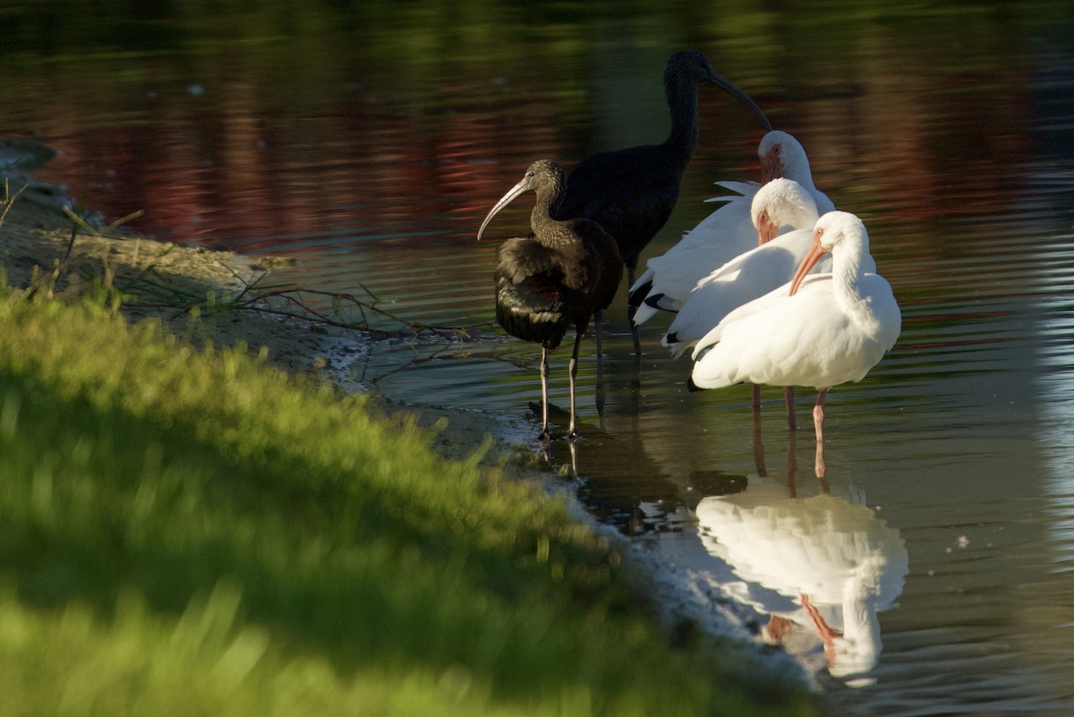 Morito Común - ML646519359