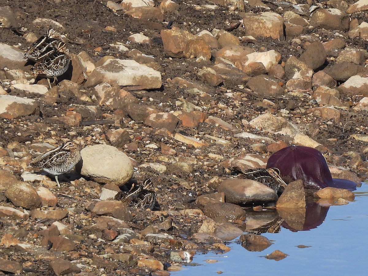 Wilson's Snipe - ML646519360