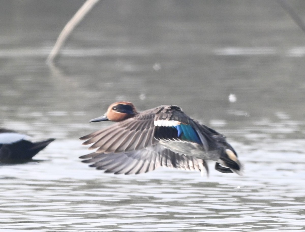 コガモ - ML646519365