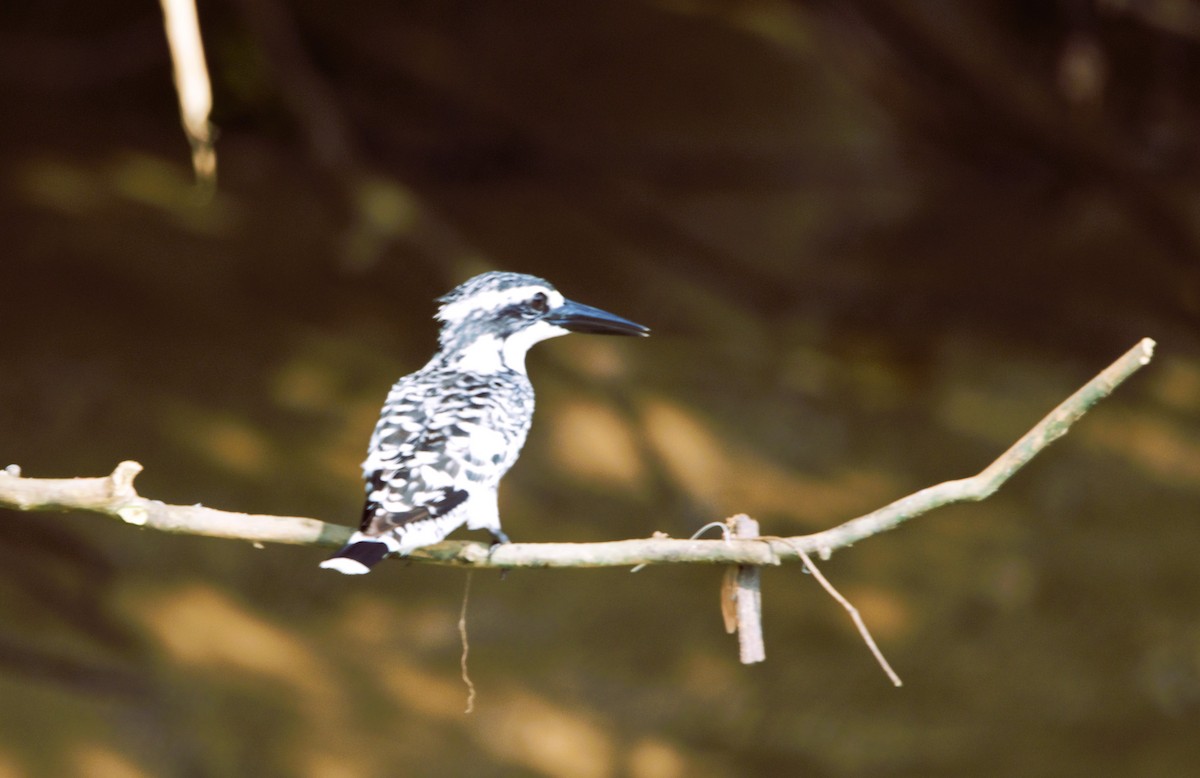 Рибалочка строкатий - ML646519366