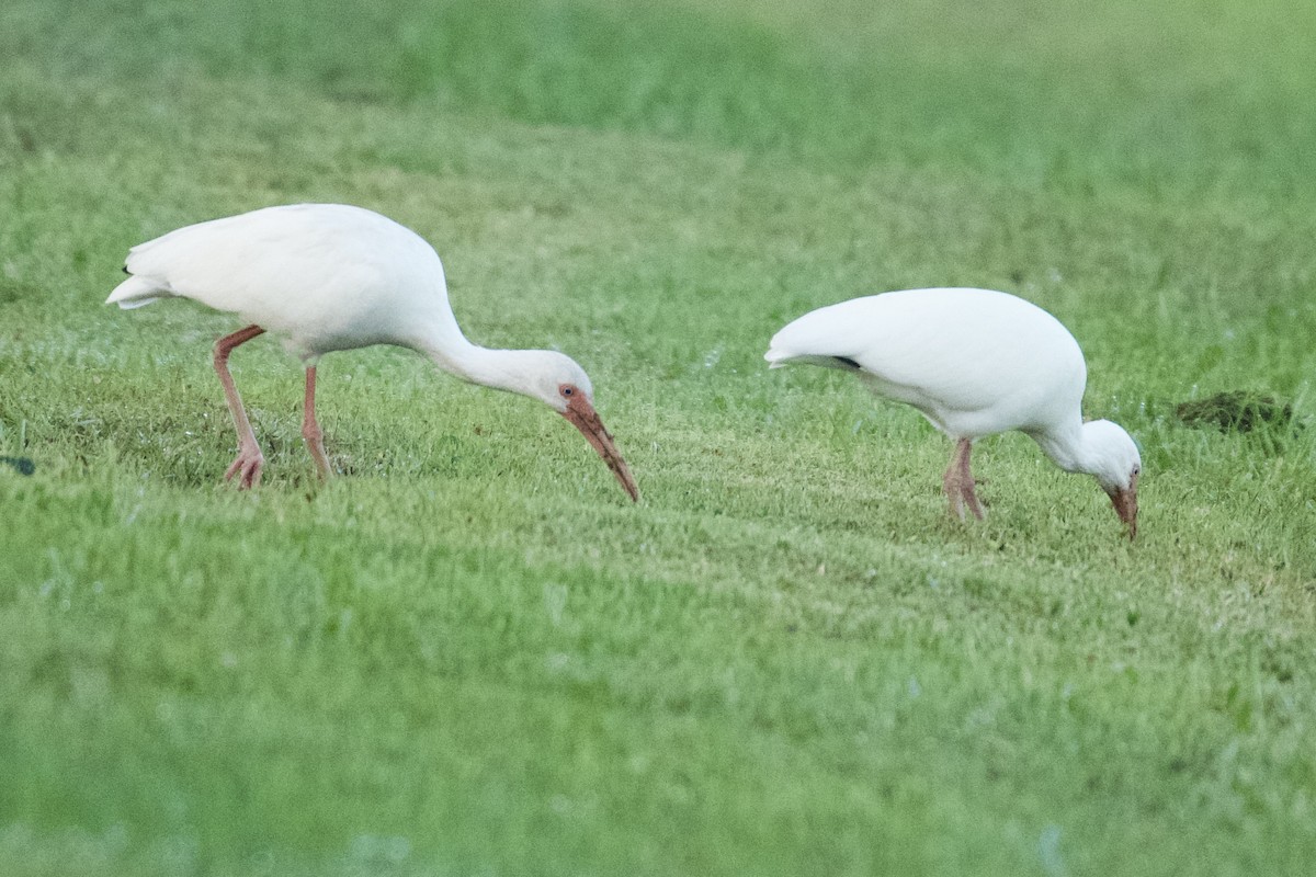 Corocoro Blanco - ML646519367