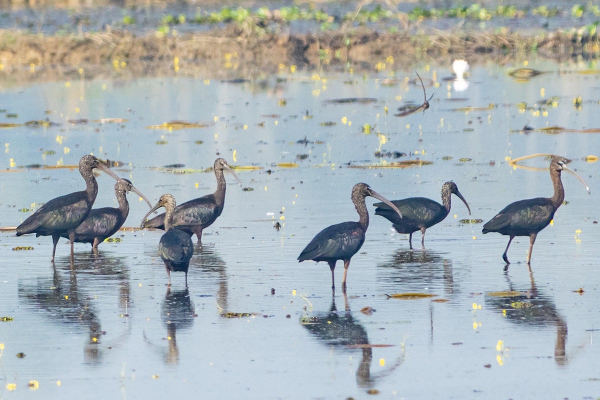Glossy Ibis - ML646519368