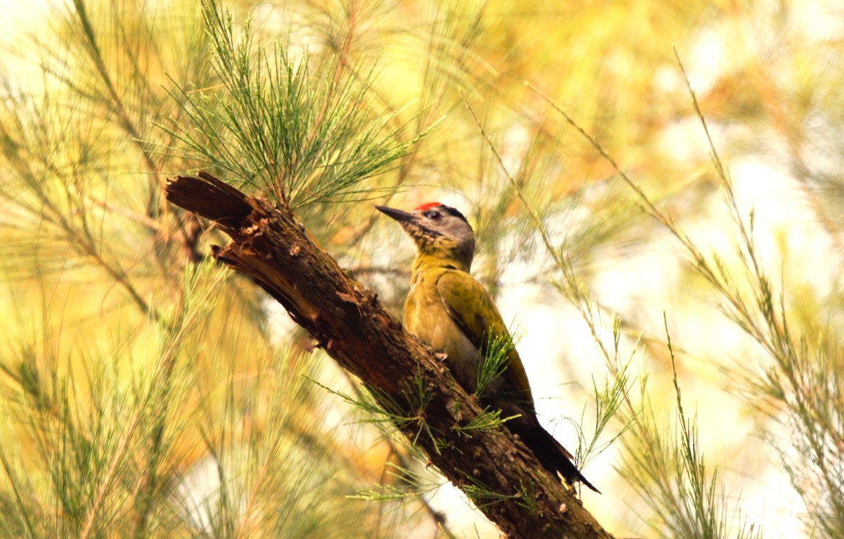 gråspett - ML646519372