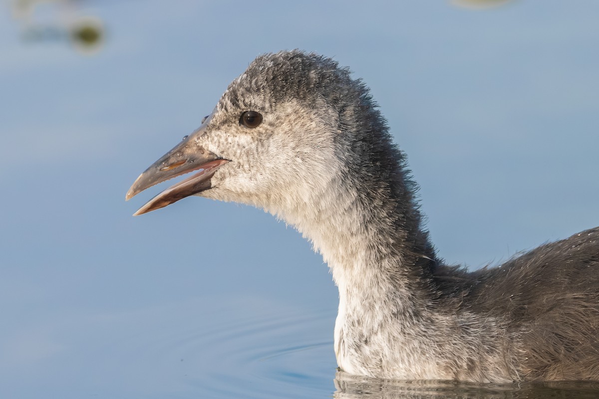 Eurasian Coot - ML646519373