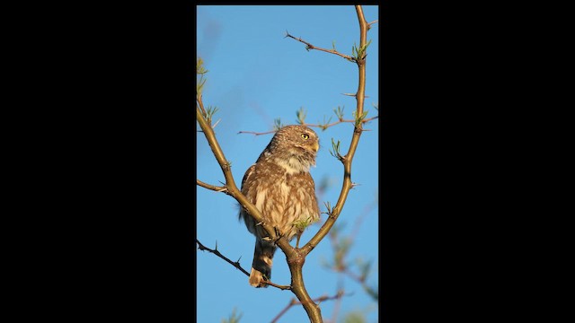 Ferruginous Pygmy-Owl - ML646519384