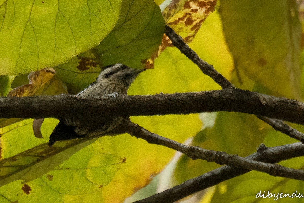 Gray-capped Pygmy Woodpecker - ML646519385