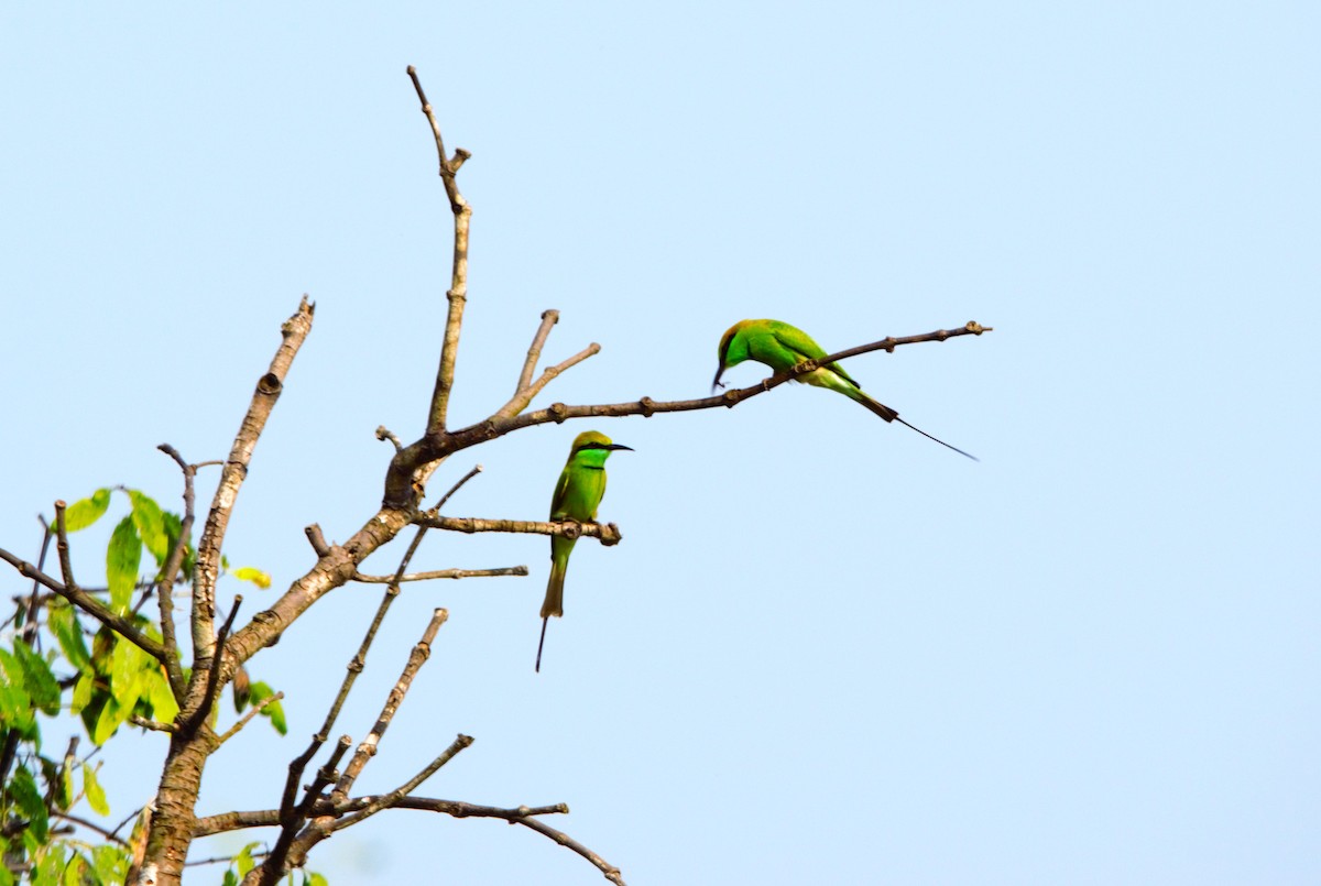 Asian Green Bee-eater - ML646519387