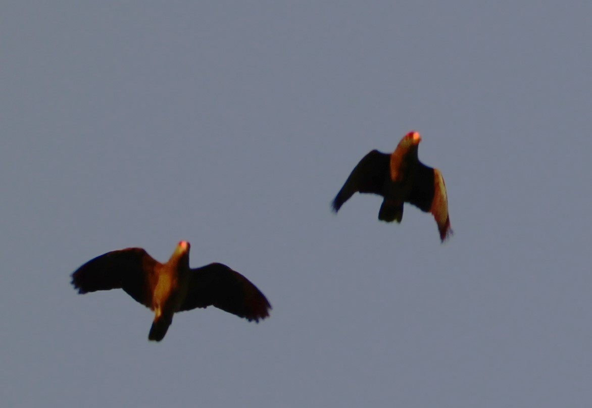 Red-crowned Amazon - ML646519388