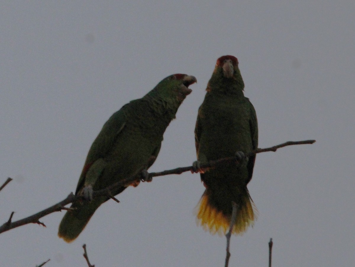 Red-crowned Amazon - ML646519389
