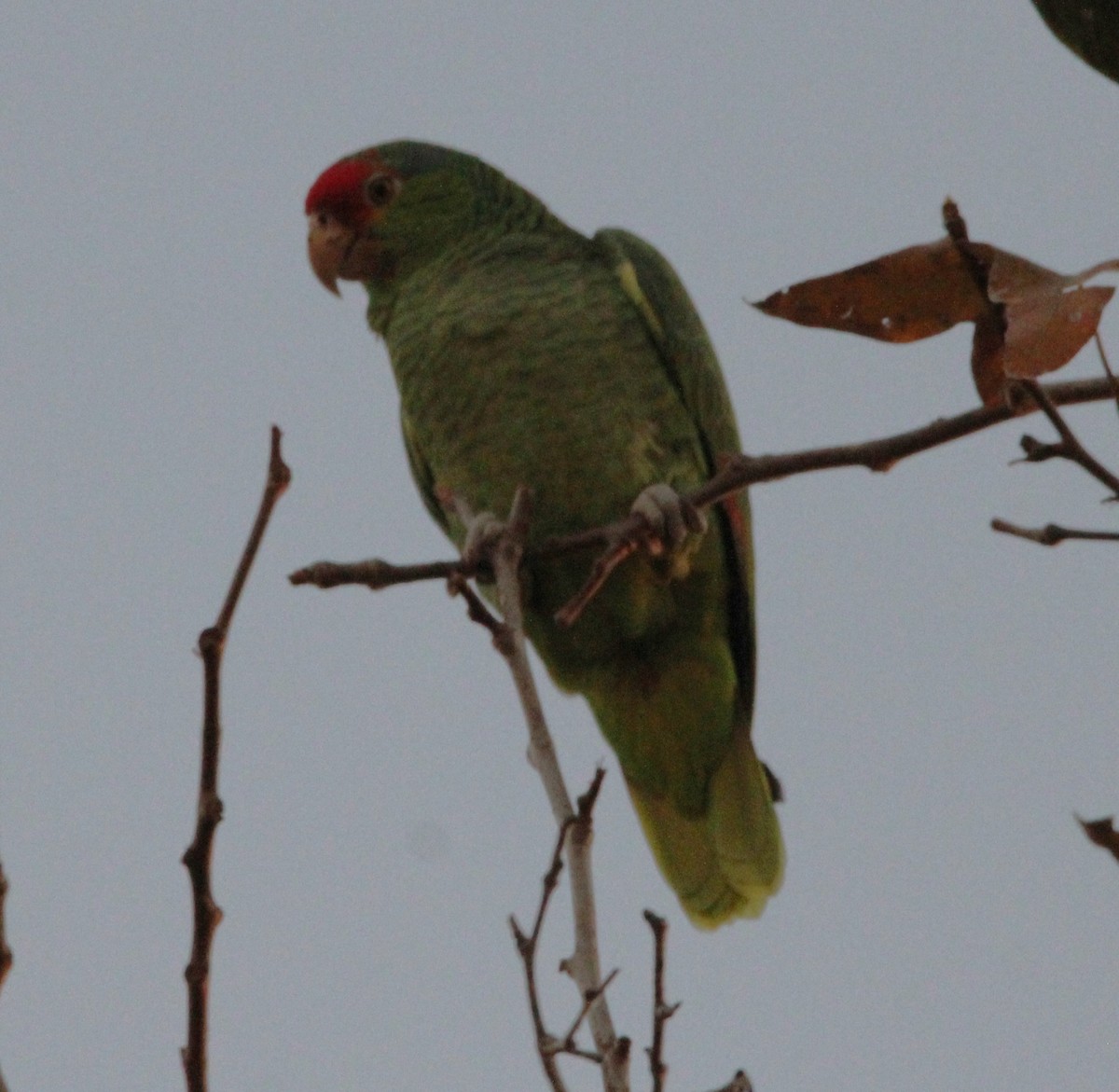 Red-crowned Amazon - ML646519390