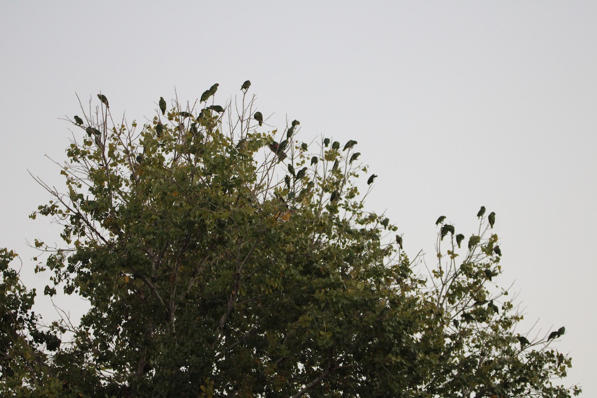 Red-crowned Amazon - ML646519391