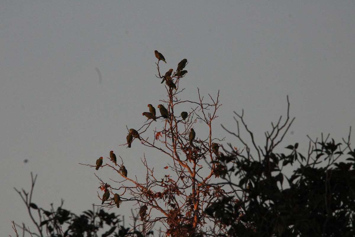 Red-crowned Amazon - ML646519392