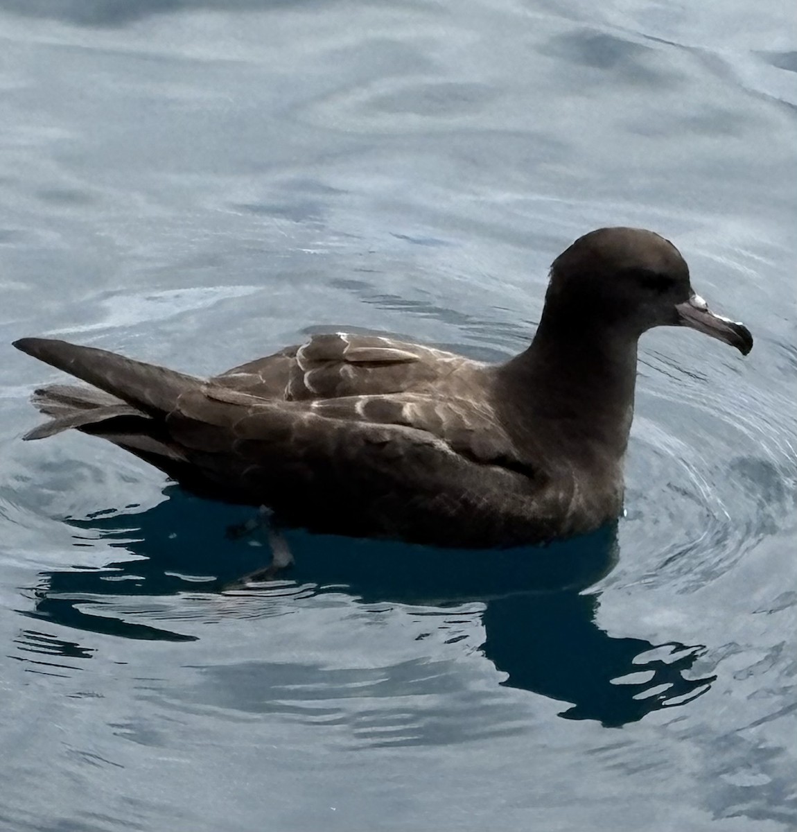 Flesh-footed Shearwater - ML646519394
