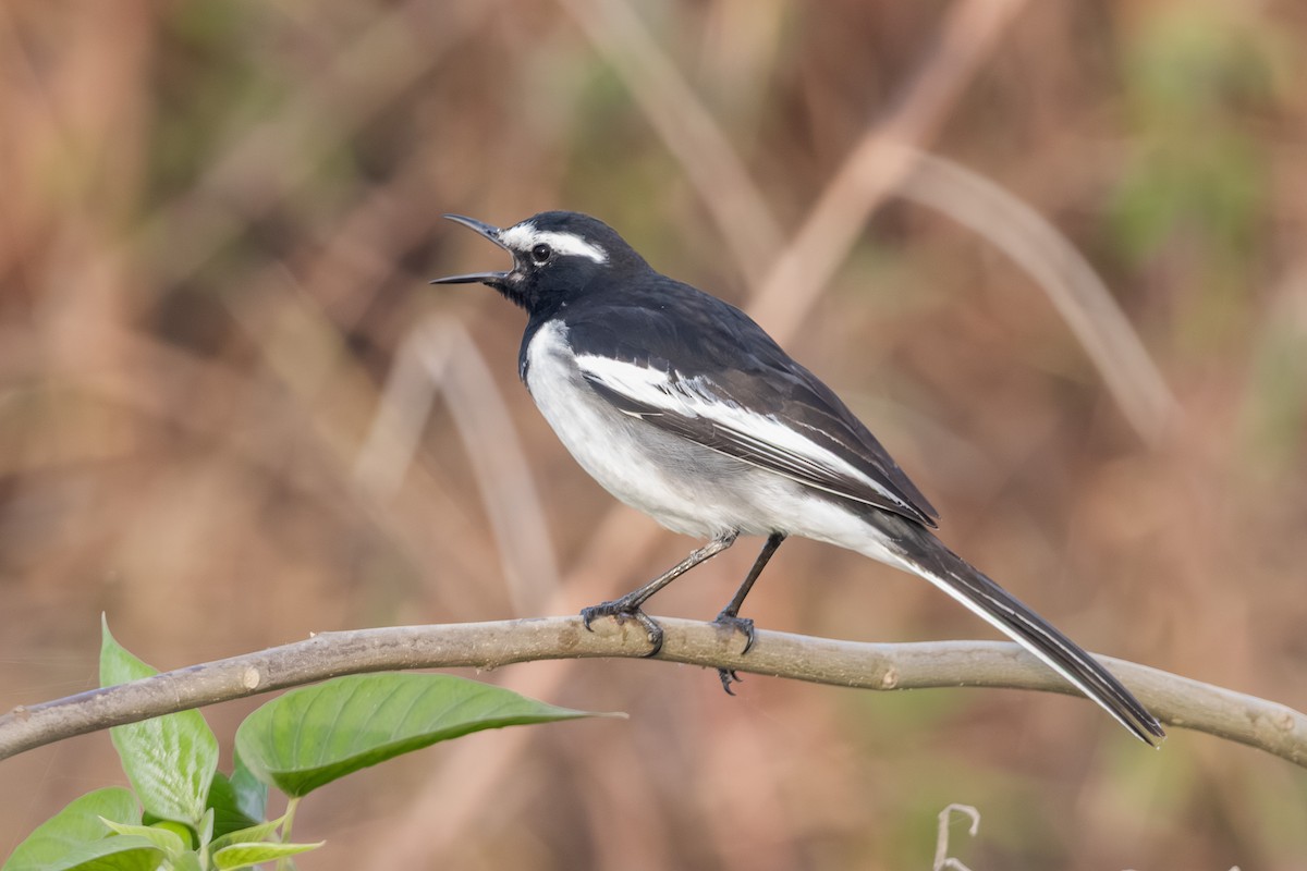 White-browed Wagtail - ML646519397
