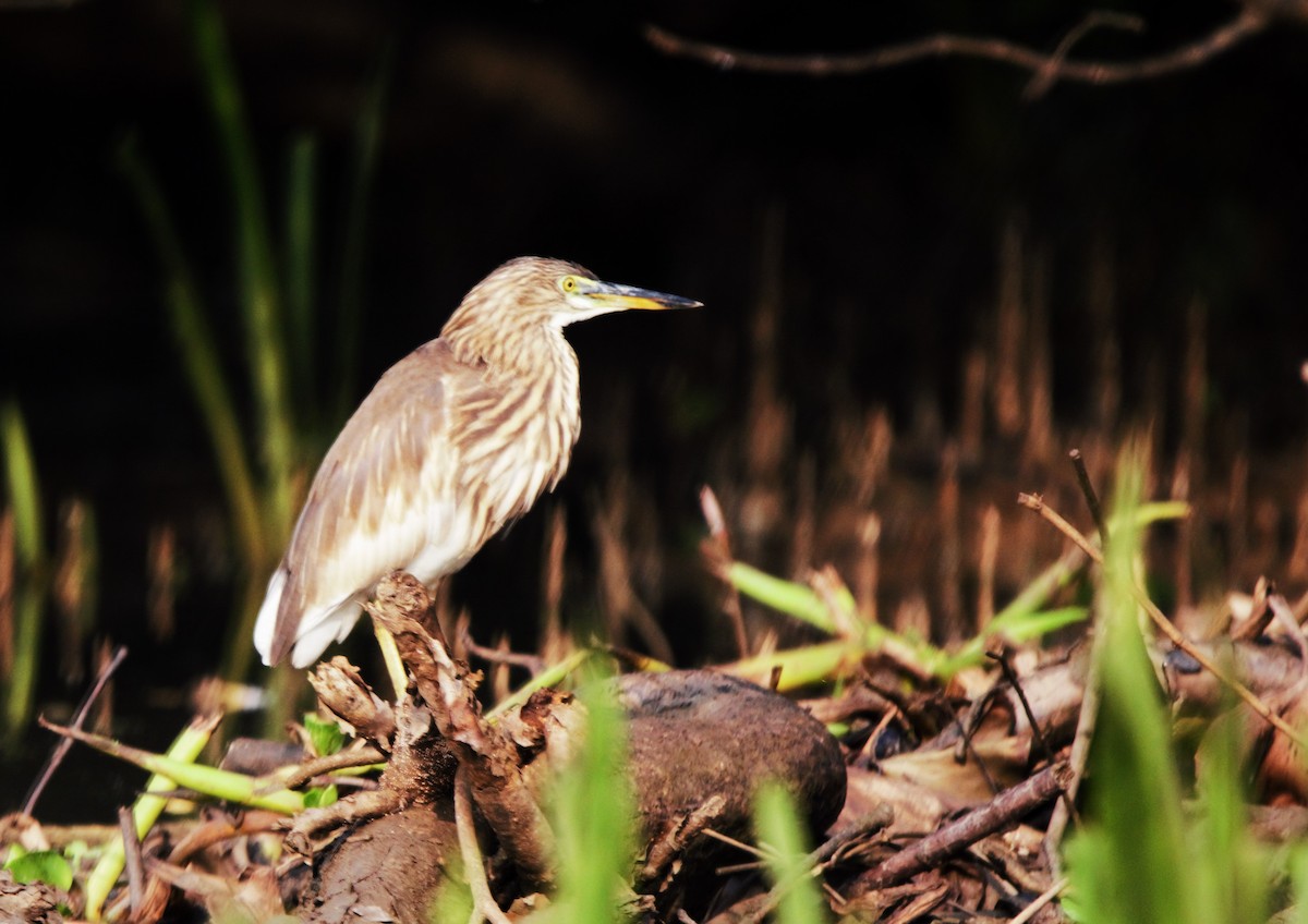 Indian Pond-Heron - ML646519400