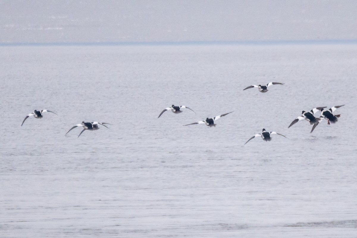 Common Goldeneye - ML646519402