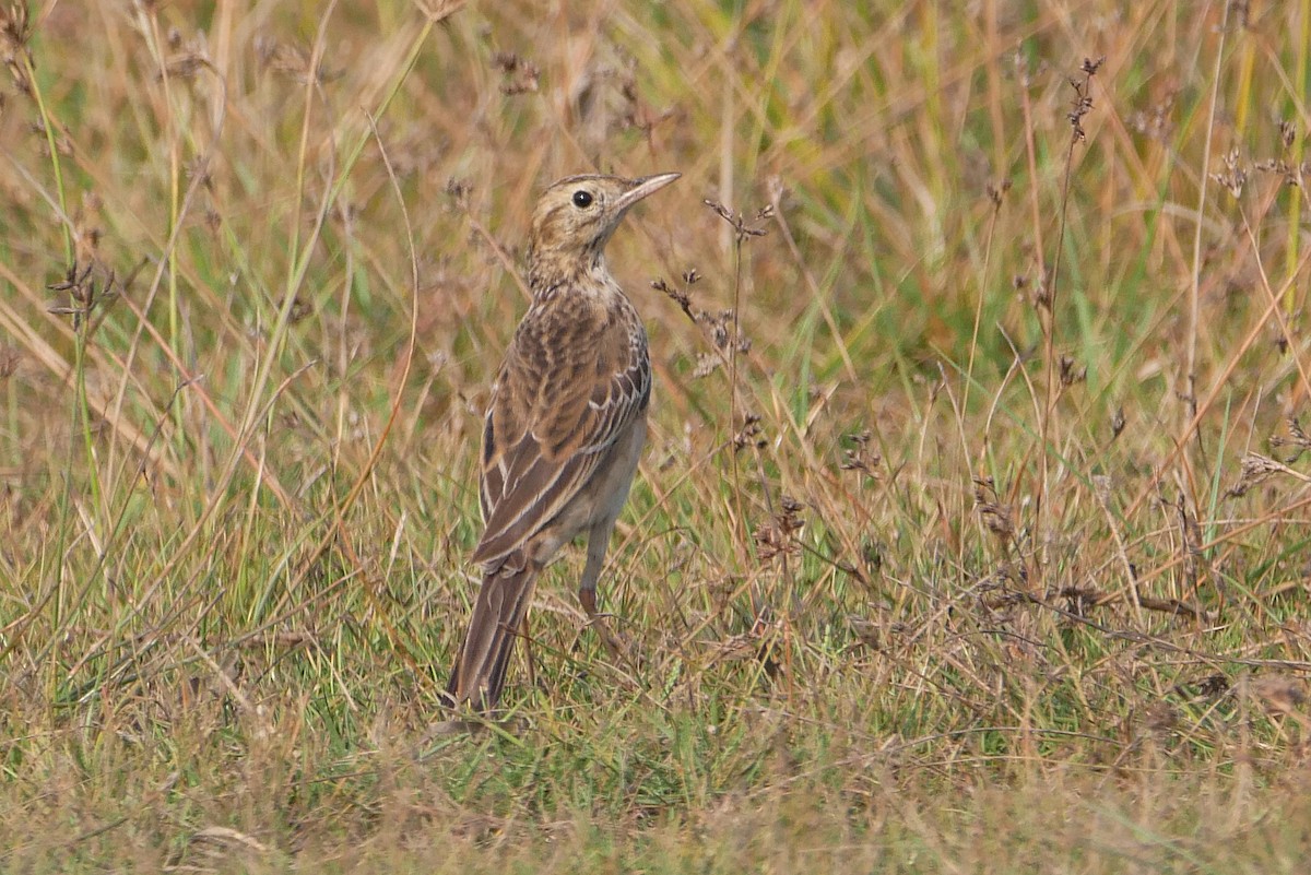 Bisbita de Richard - ML646519403