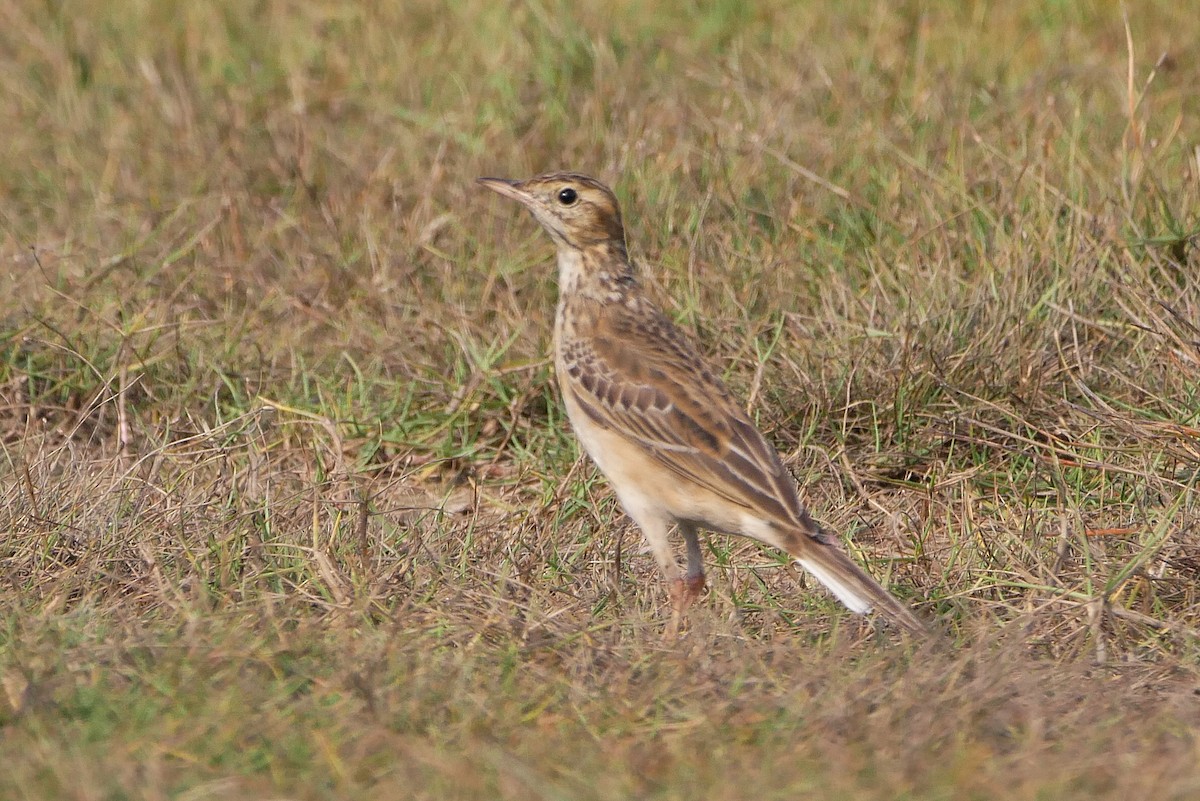 Bisbita de Richard - ML646519404