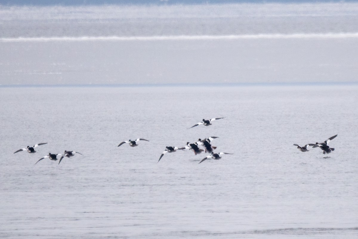 Common Goldeneye - ML646519405