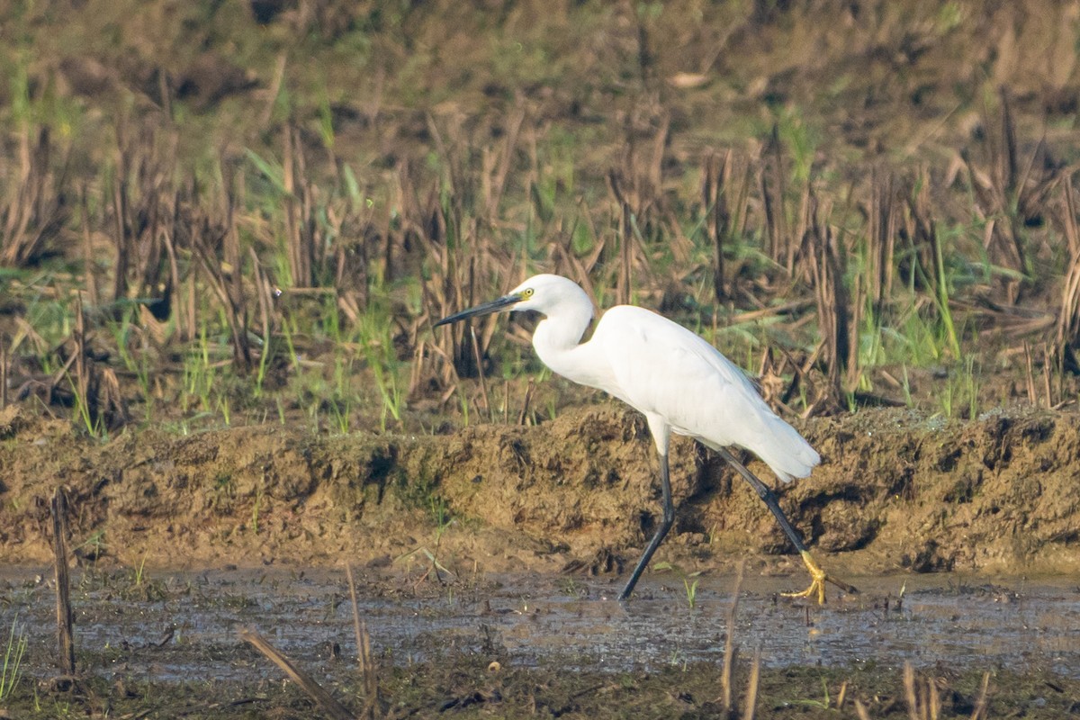 Little Egret - ML646519406