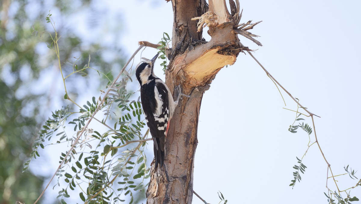 Sind Woodpecker - ML646519407