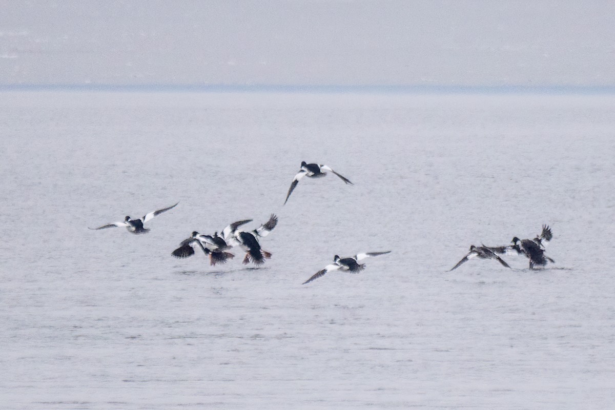 Common Goldeneye - ML646519408