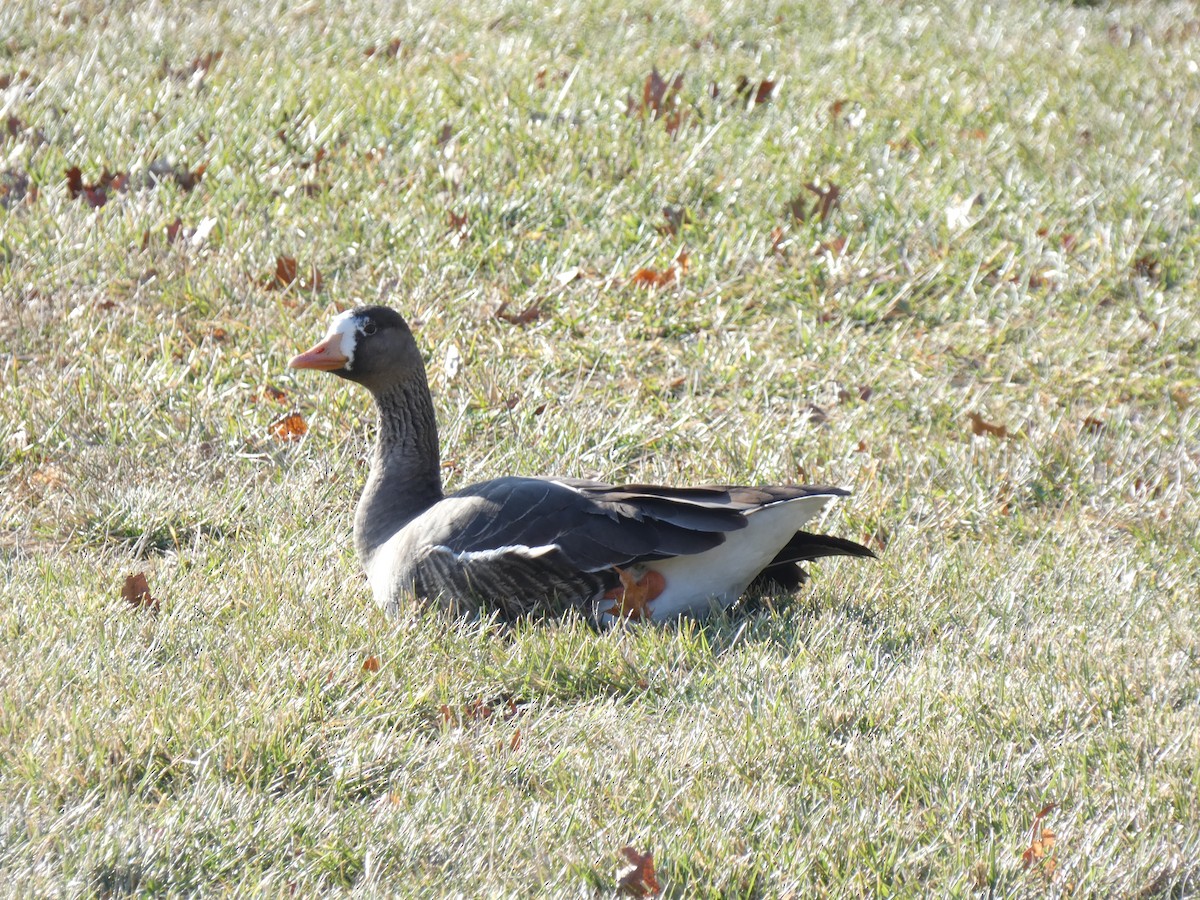 Greater White-fronted Goose - ML646519411