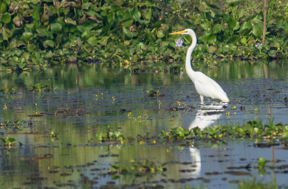 Great Egret - ML646519414