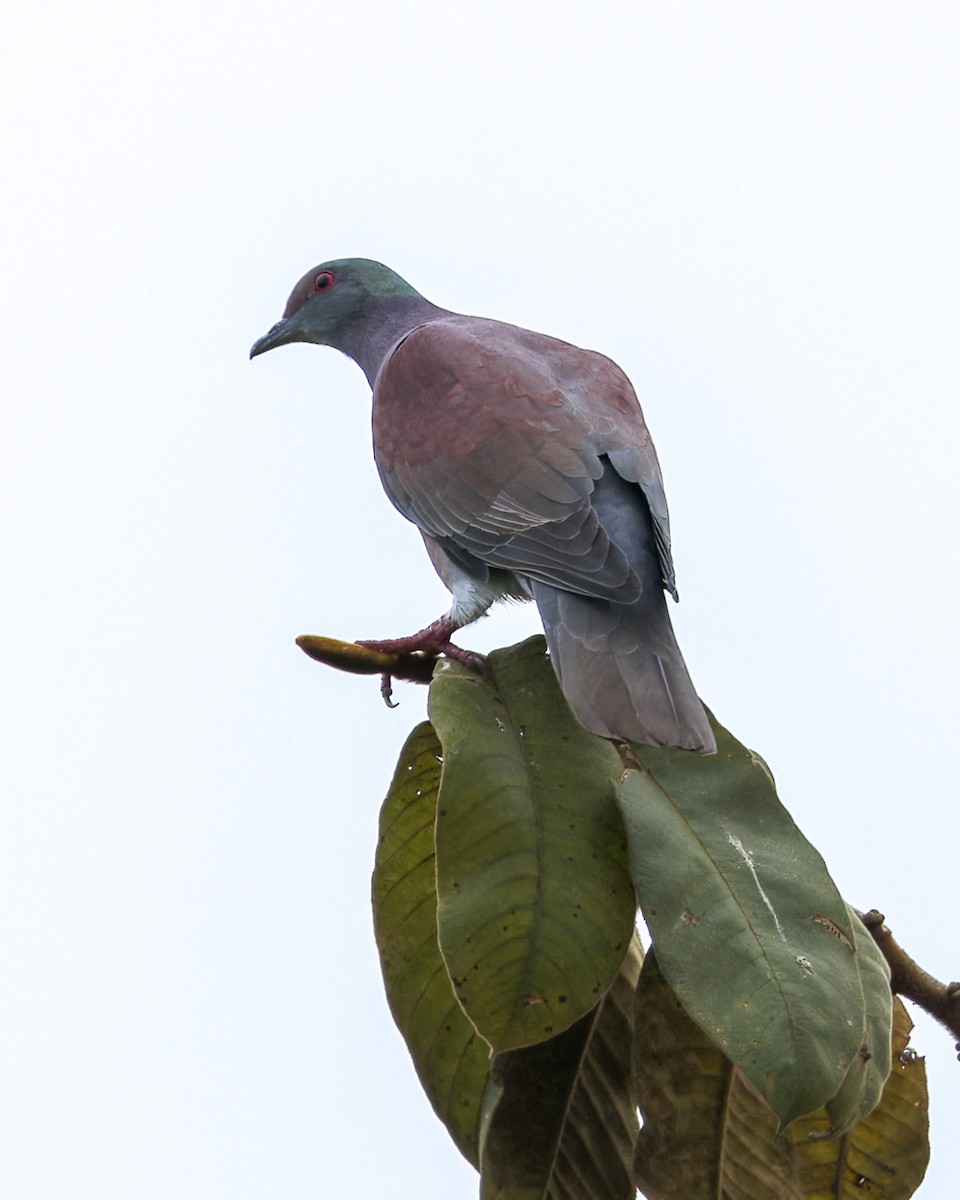 Pale-vented Pigeon - ML646519415