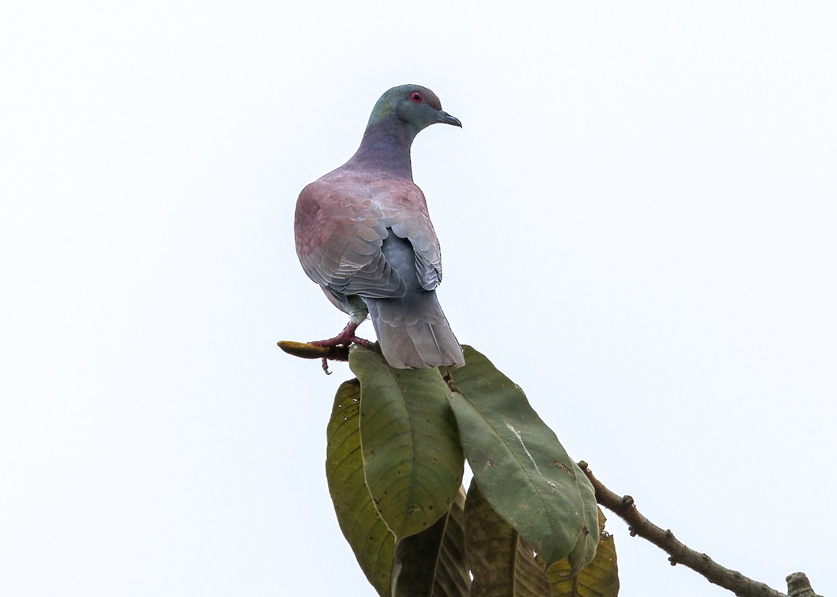 Pale-vented Pigeon - ML646519416