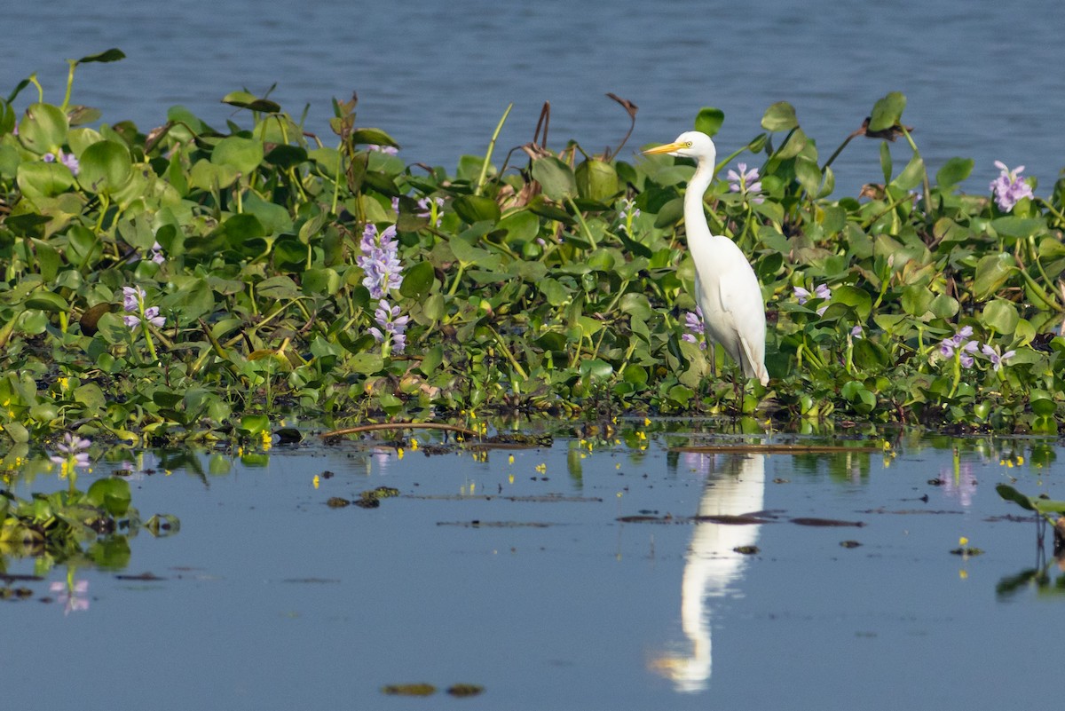 Medium Egret - ML646519417