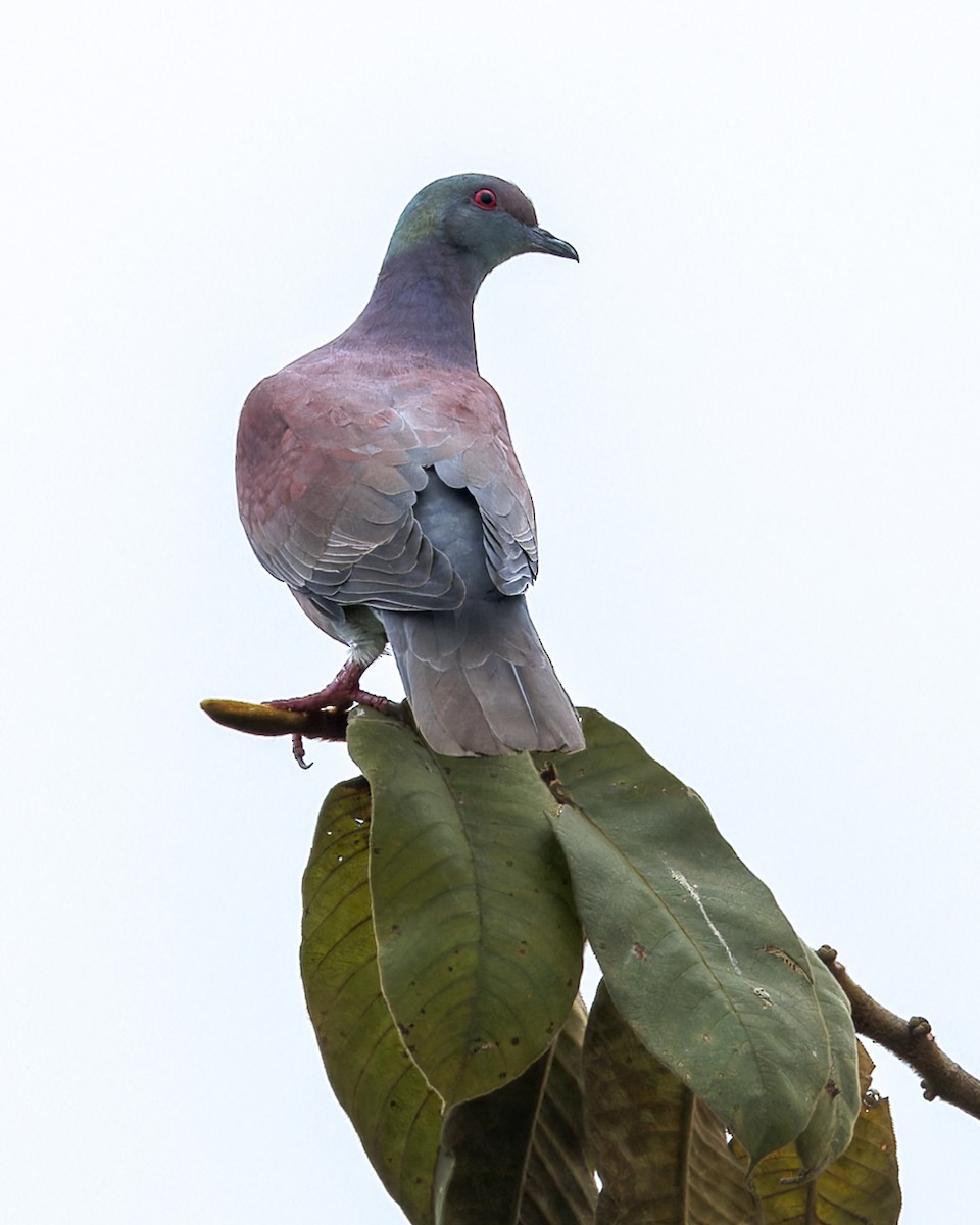 Pale-vented Pigeon - ML646519418
