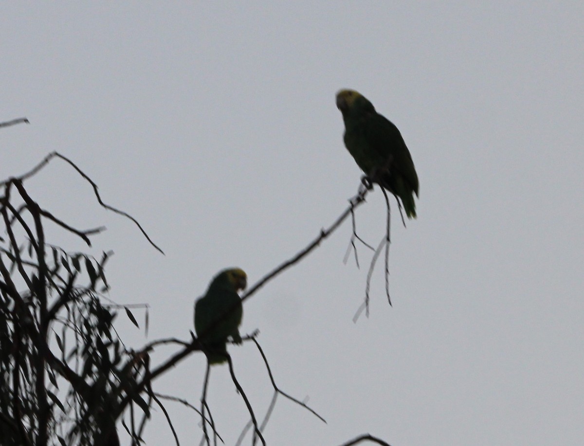 Yellow-headed Amazon - ML646519419