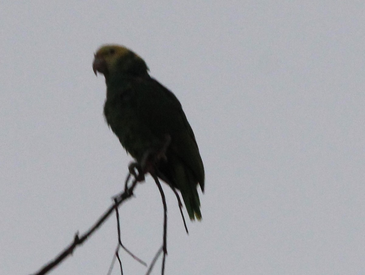 Yellow-headed Amazon - ML646519420