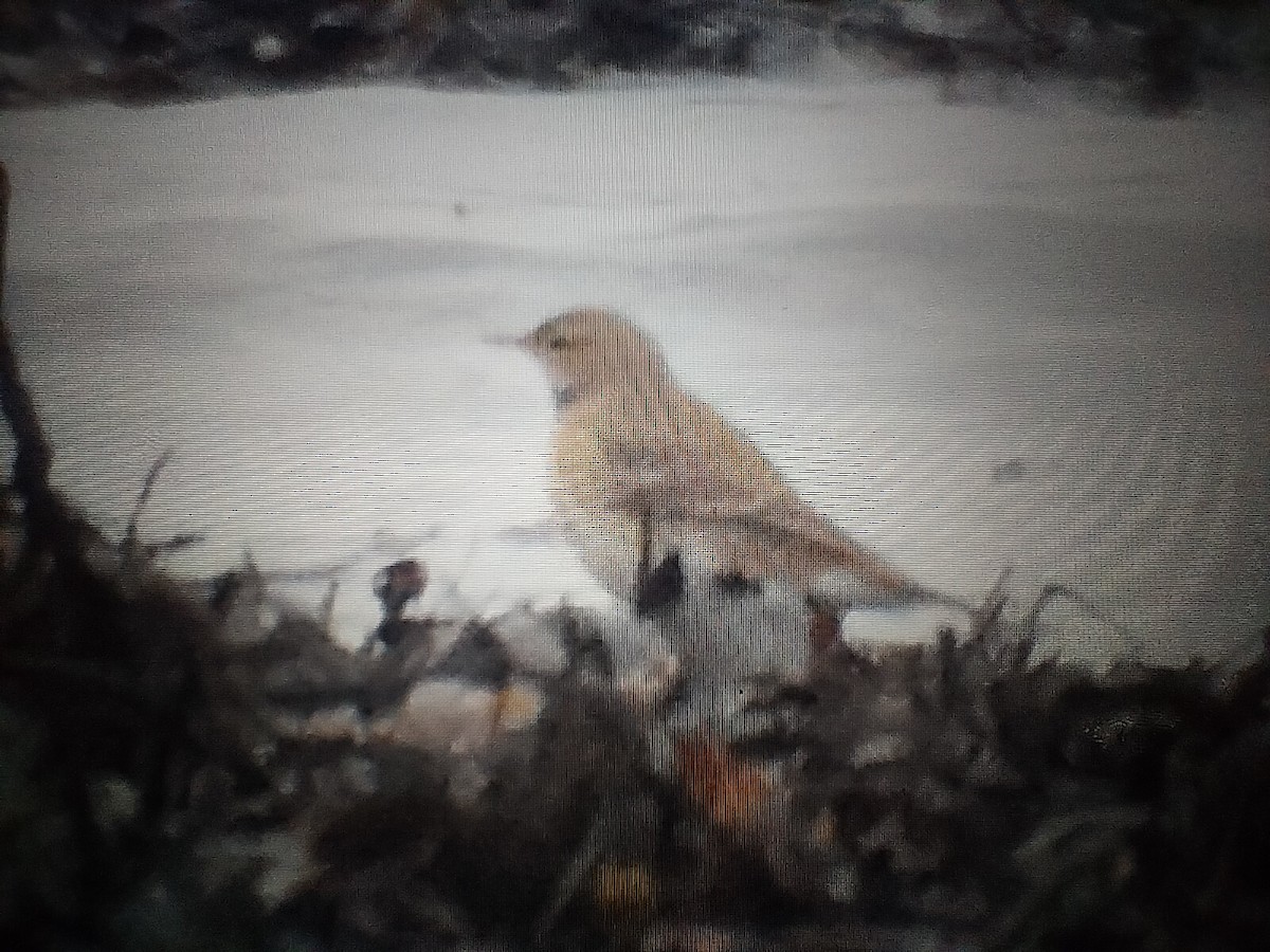 Spioncello - ML646519421