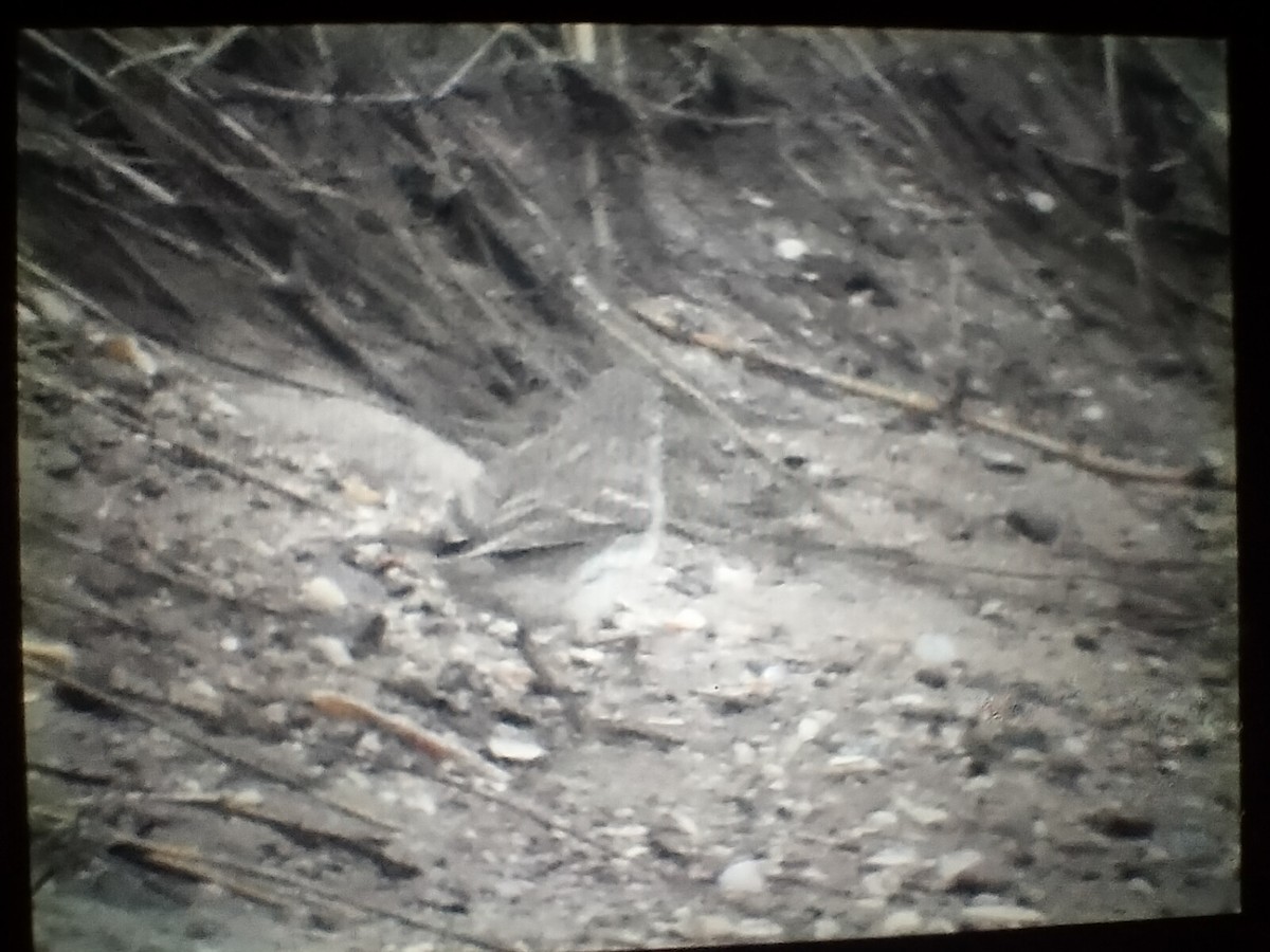 Spioncello - ML646519422