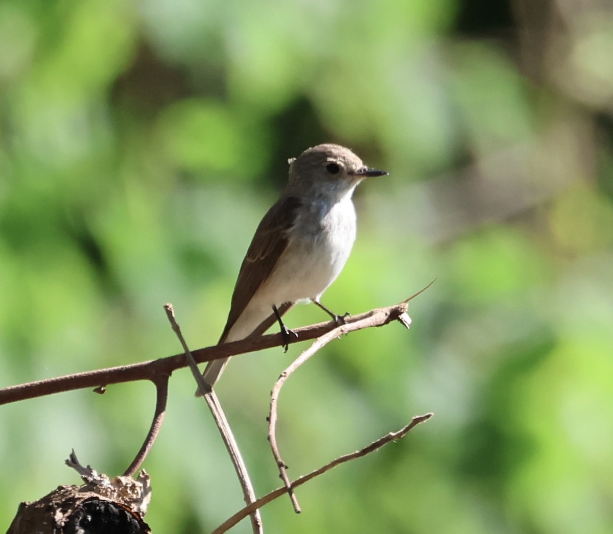 Spotted Flycatcher - ML646519426