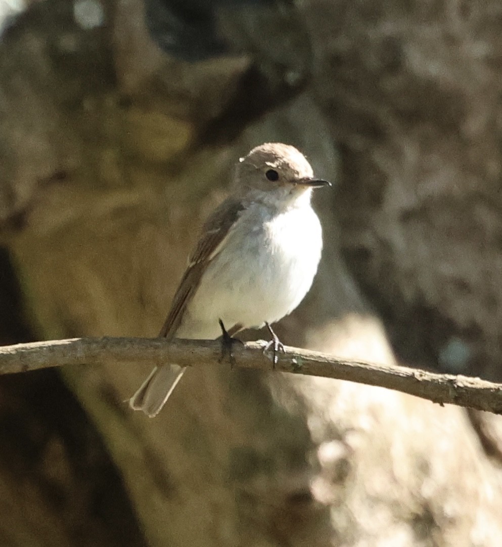 Spotted Flycatcher - ML646519427