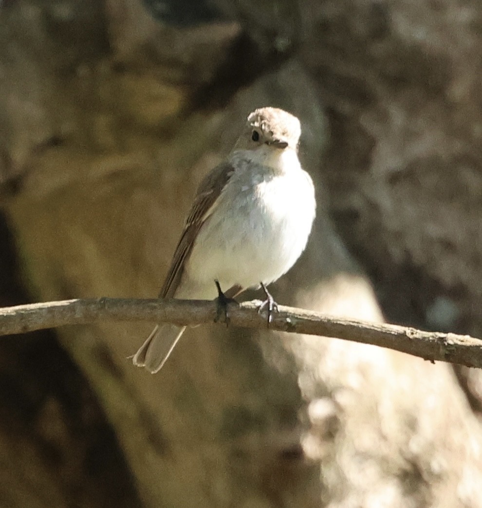 Spotted Flycatcher - ML646519428