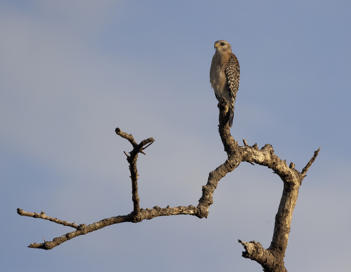 カタアカノスリ - ML646519432