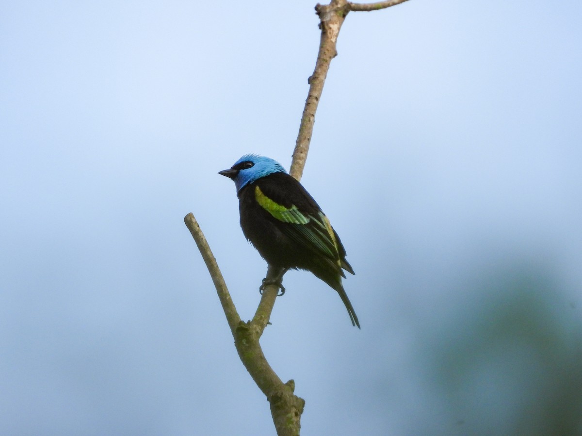 Танагра блакитношия - ML646519433