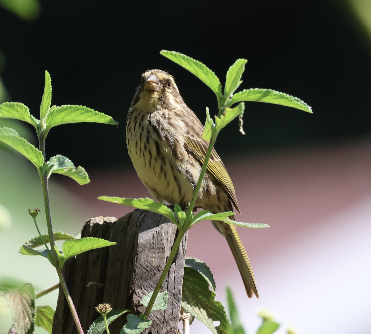 Streaky Seedeater - ML646519436